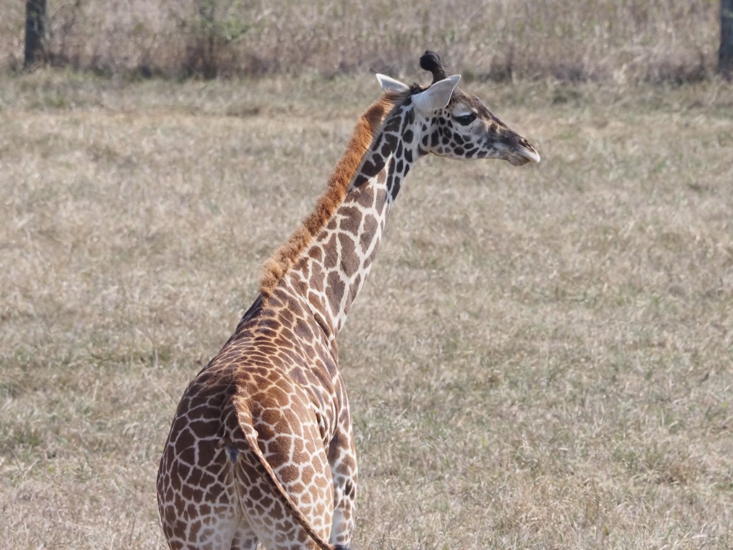 Maasai Giraffe Calf