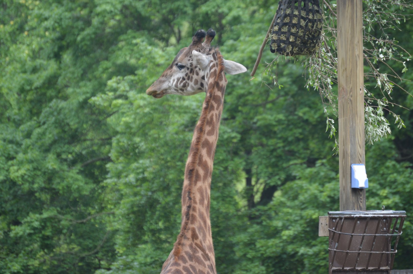 Maasai Giraffe (Giraffa tippelskirchi tippelskirchi)