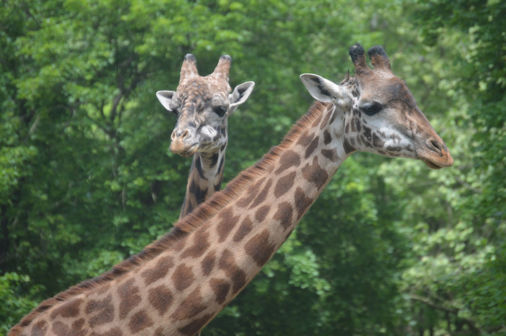 Maasai Giraffe (Giraffa tippelskirchi tippelskirchi)