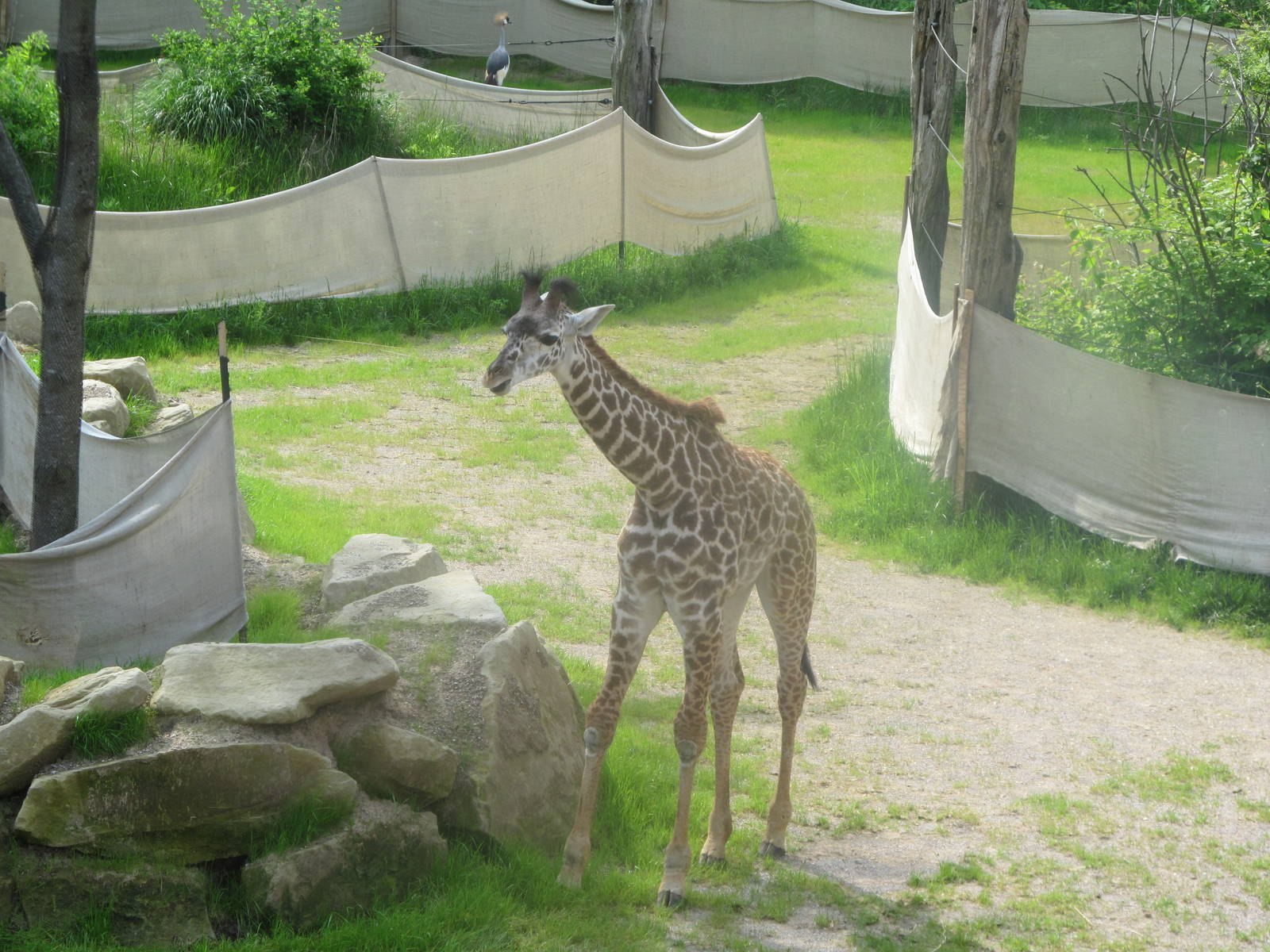 Maasai Giraffe - Lulu