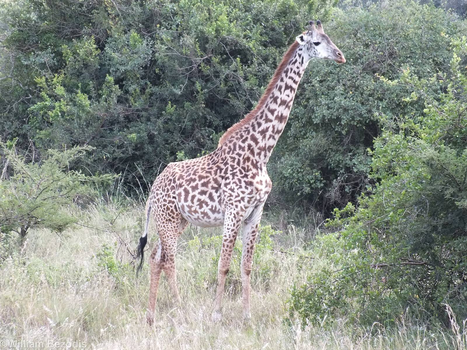 Maasai Giraffe - Nairobi National Park
