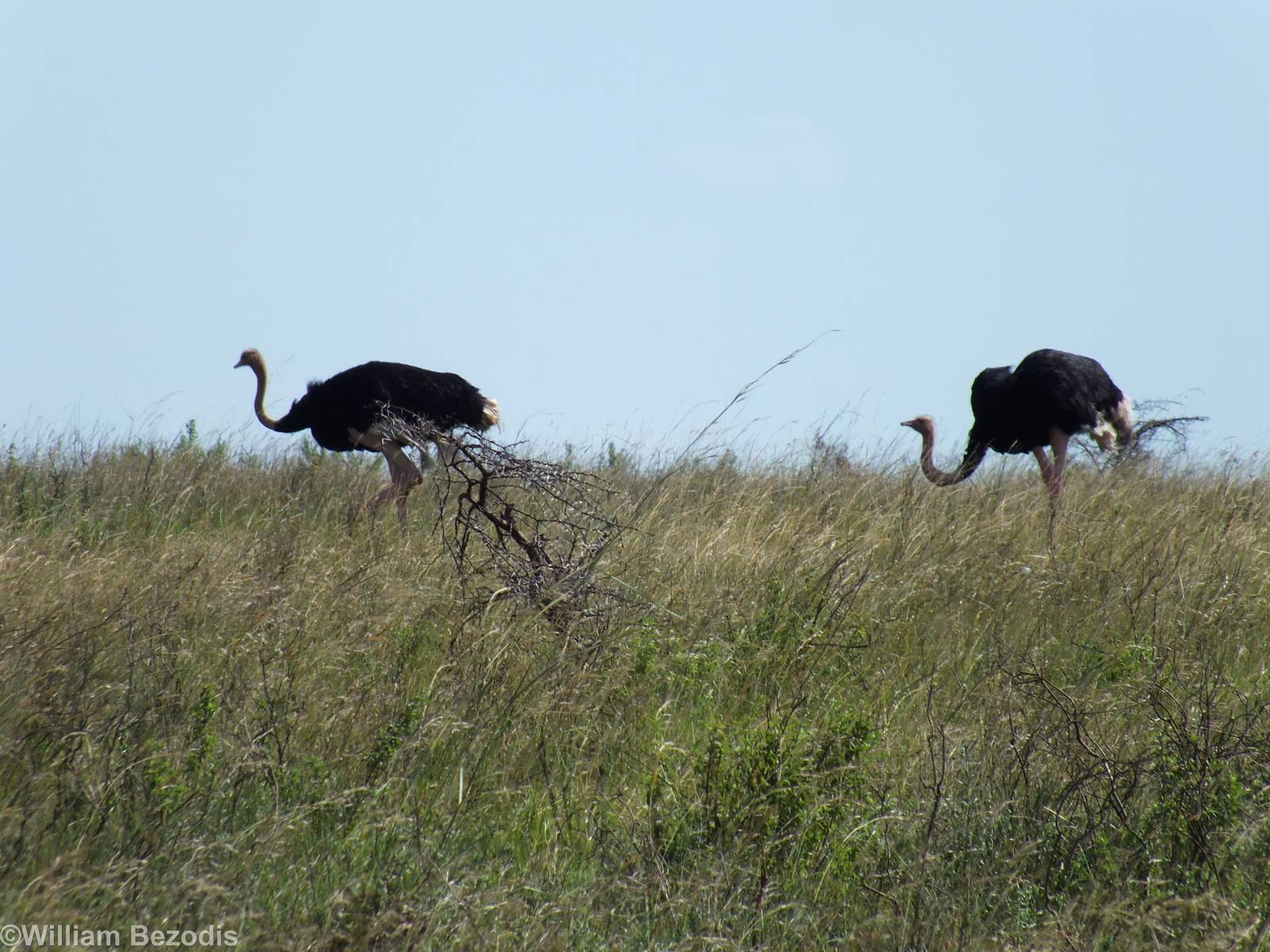 Maasai Ostrich - Nairobi National Park