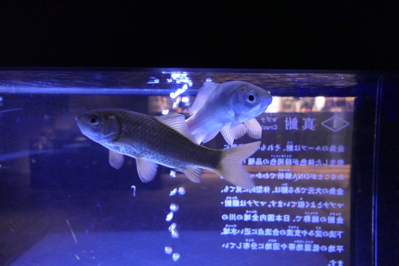 Mabuna (Carassius sp.)