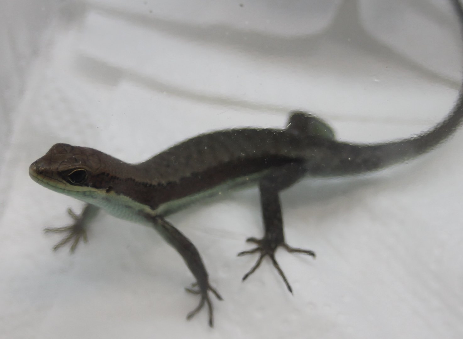 Mabuya ID - Cameroon