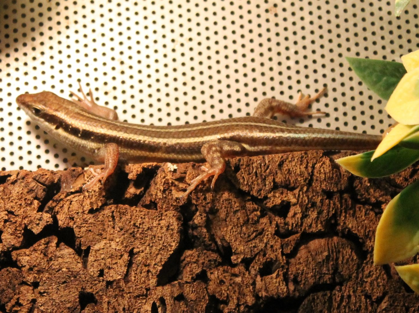 Mabuya multifasciata