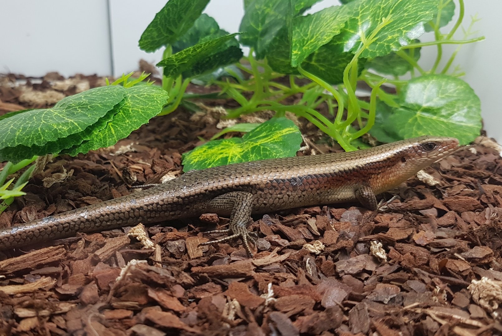 Mabuya multifasciata