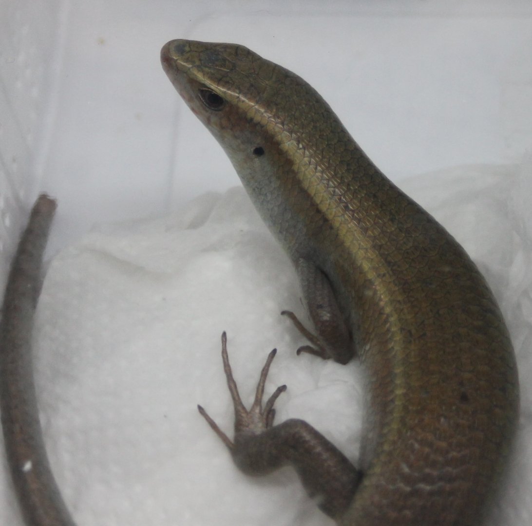 Mabuya multifasciata