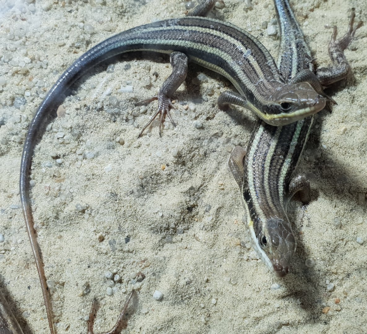 Mabuya quinquetaeniata