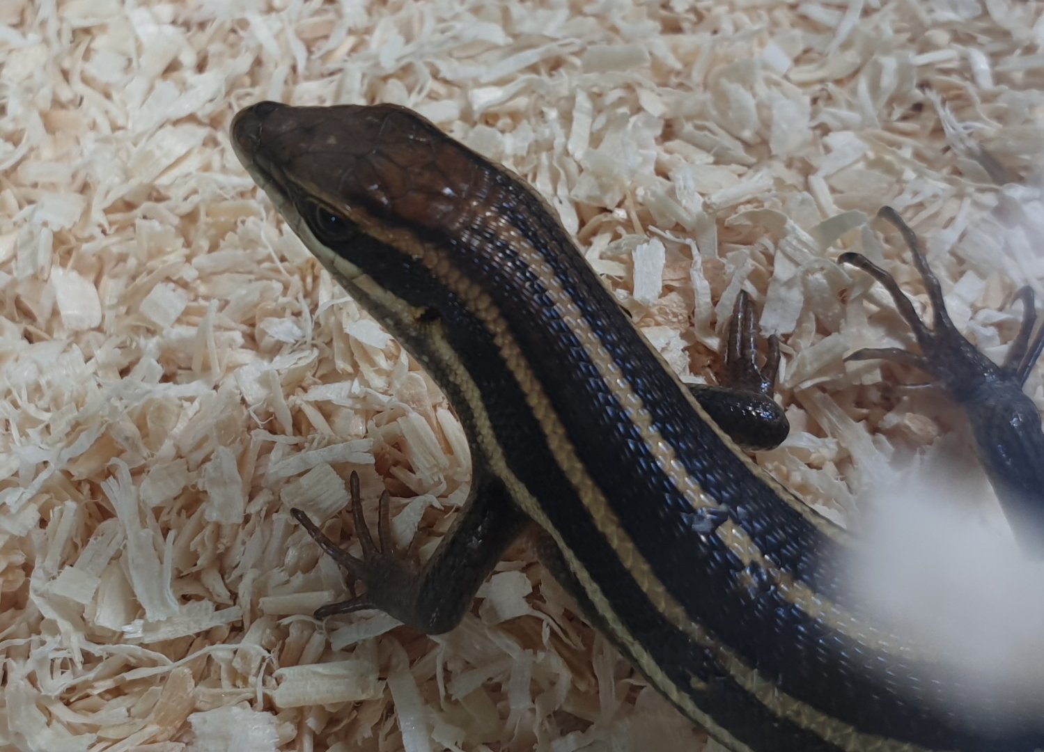 Mabuya quinquetaeniata