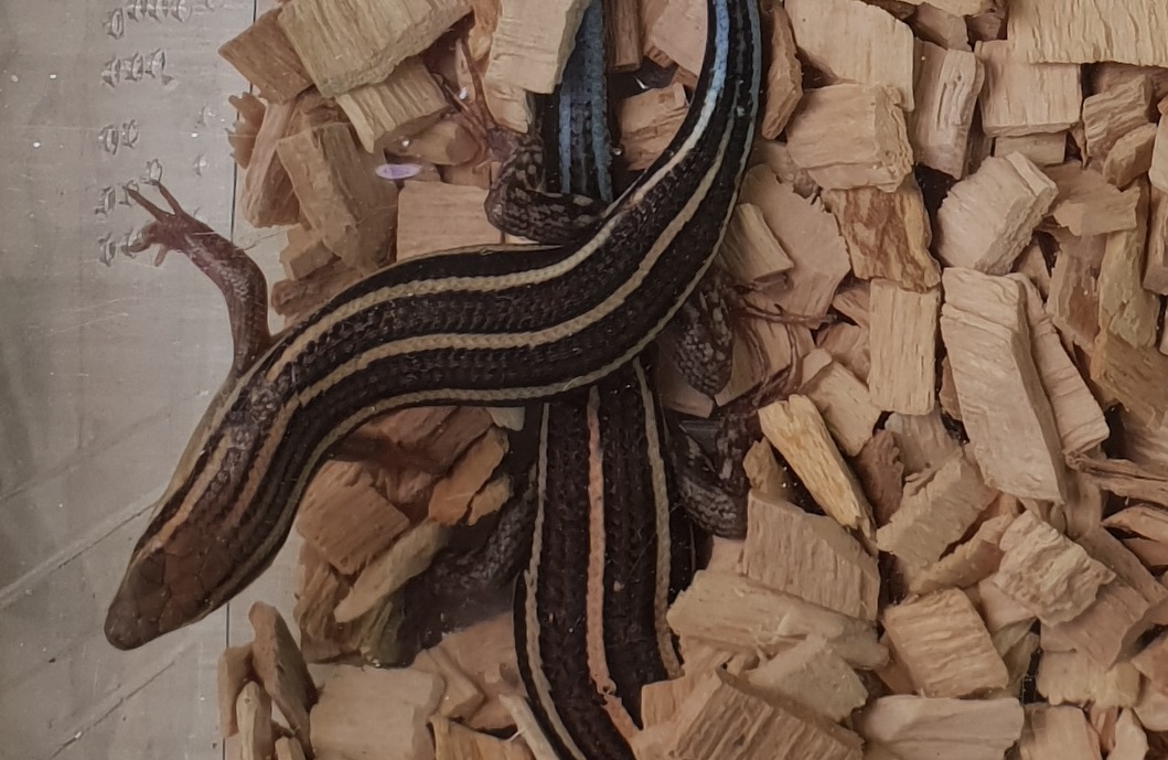 Mabuya quinquetiniata