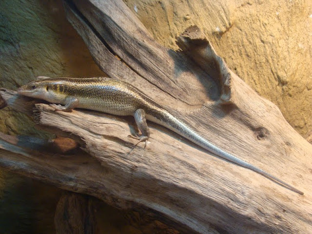 Mabuya quiquetaeniata