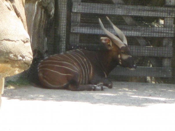 Mac an eastern bongo