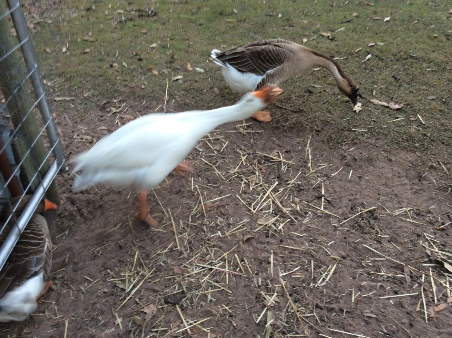 Mac ( the white one is REALLY angry )