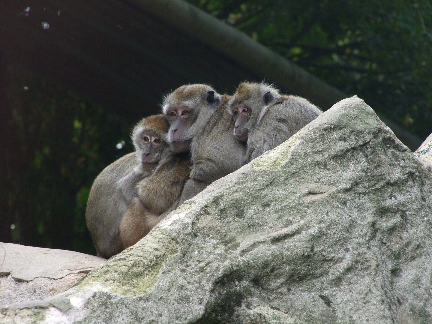Macaca fascicularis