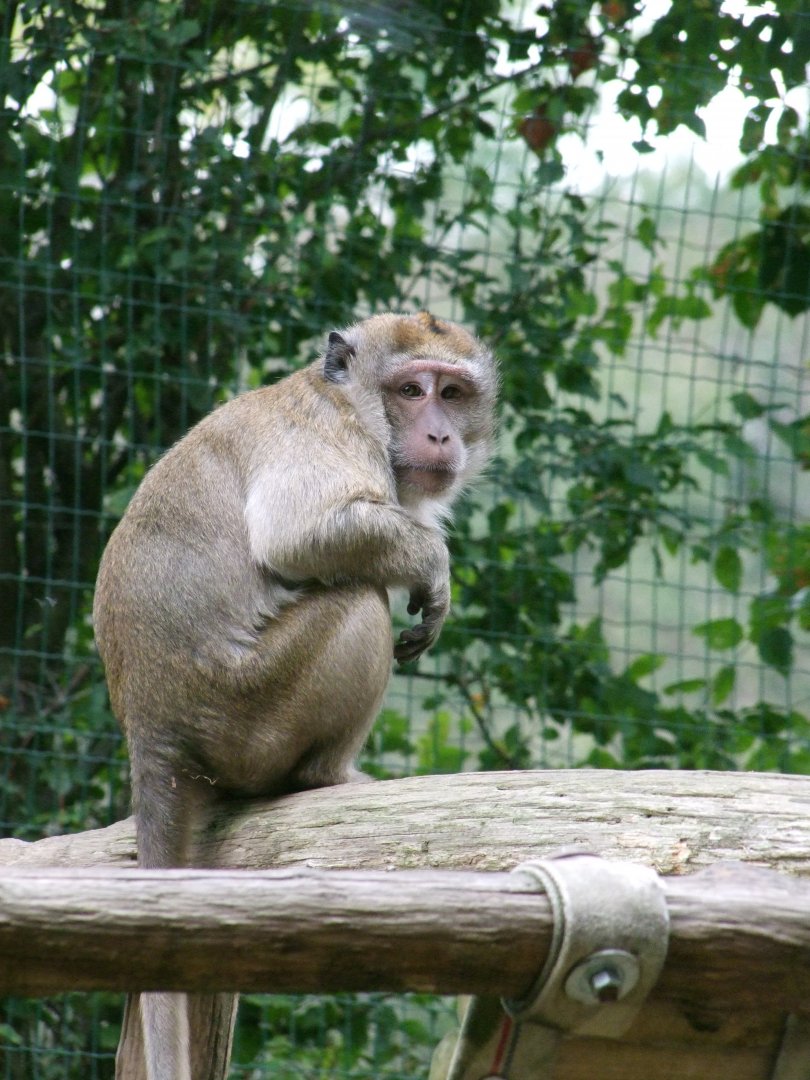 Macaca fascicularis