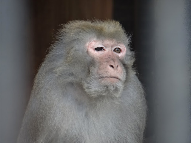 Macaca mulatta