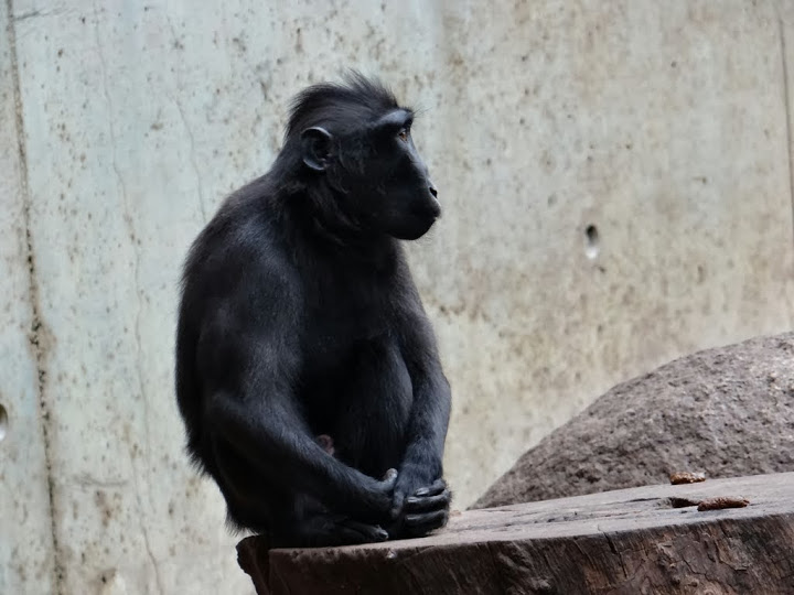 Macaca nigra