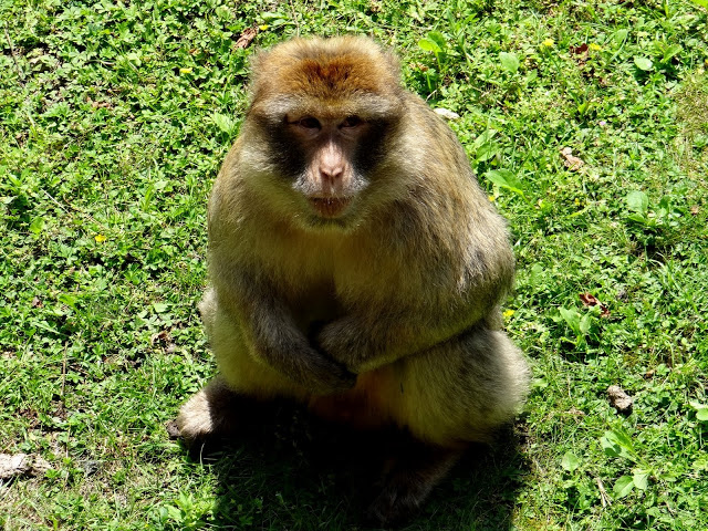 Macaca sylvanus