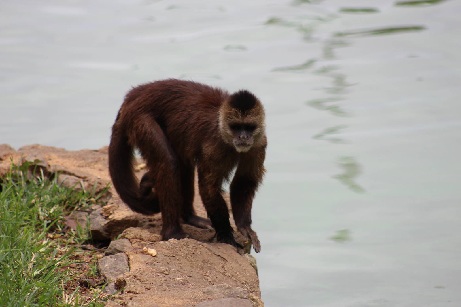 Macaco Prego Caiarara