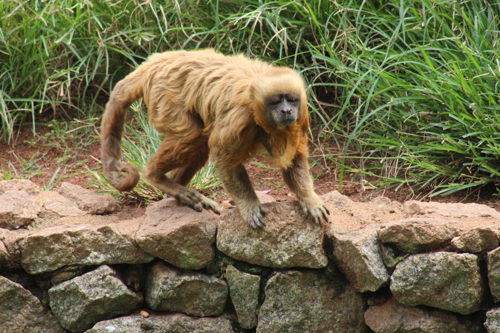Macaco Prego Dourado- Cebus flavius