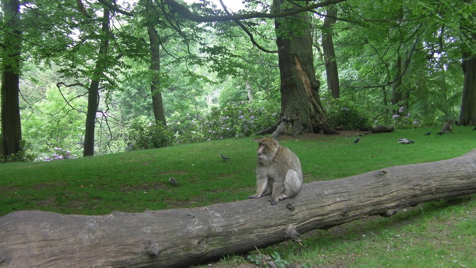 Macaque - 02.06.2012