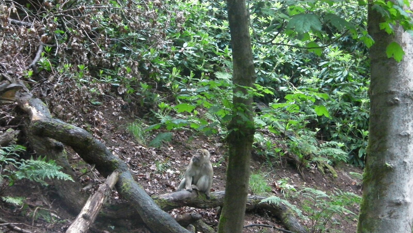 Macaque - 02.06.2012
