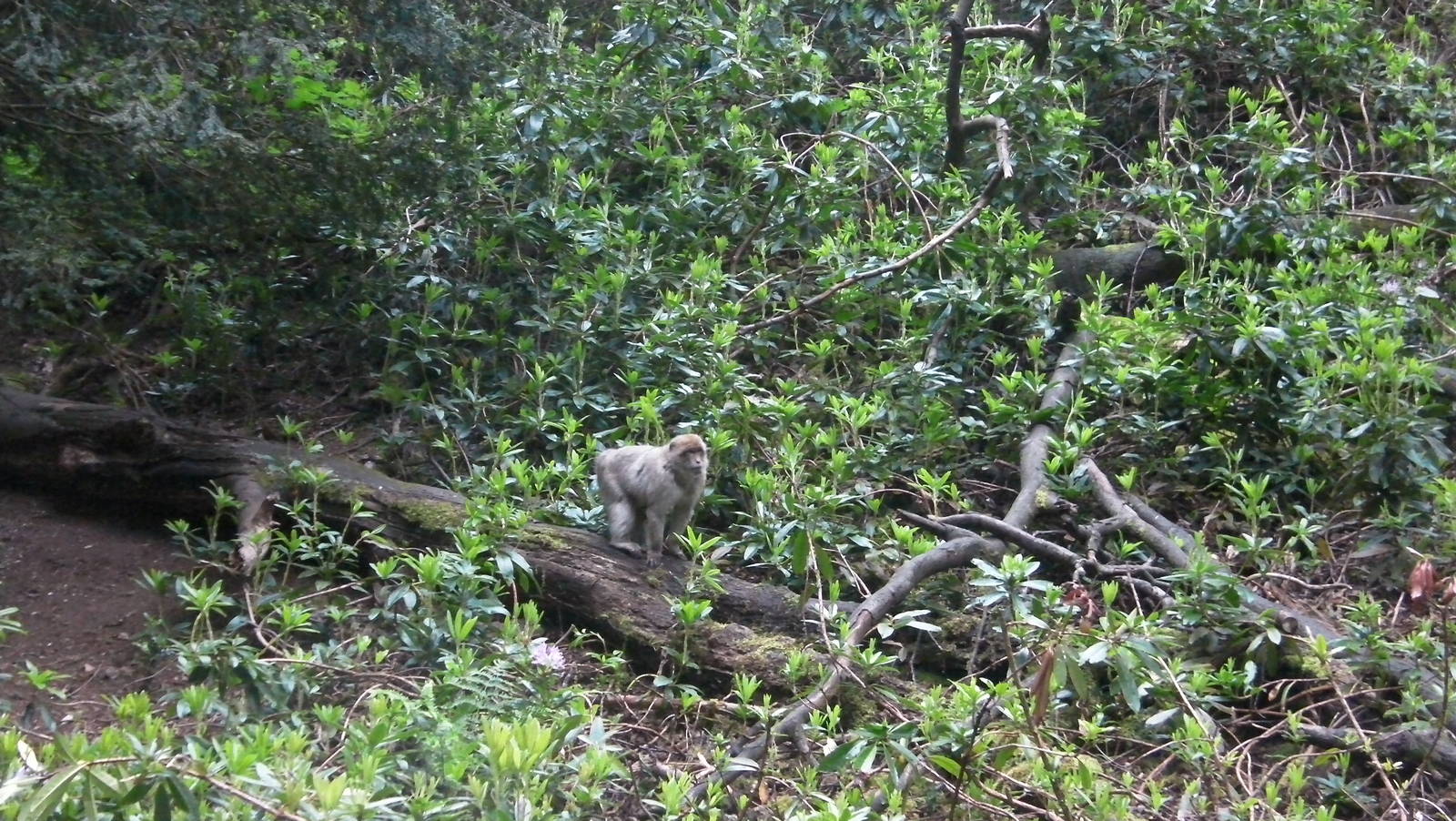 Macaque - 02.06.2012