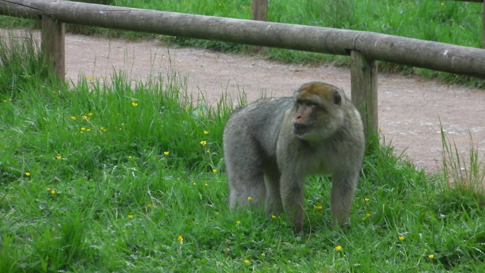 Macaque - 02.06.2012