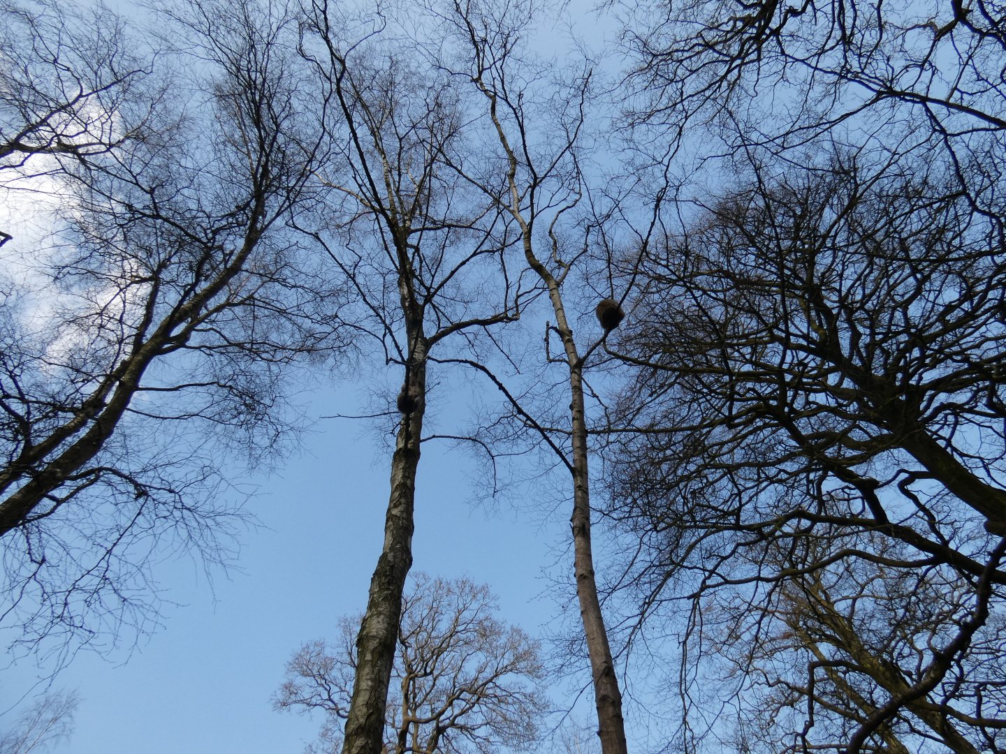 Macaque above in the trees