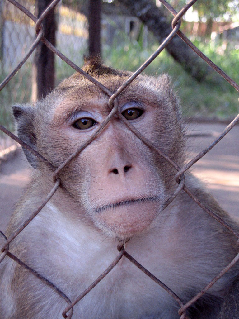 Macaque, Angkor Zoo - 2005