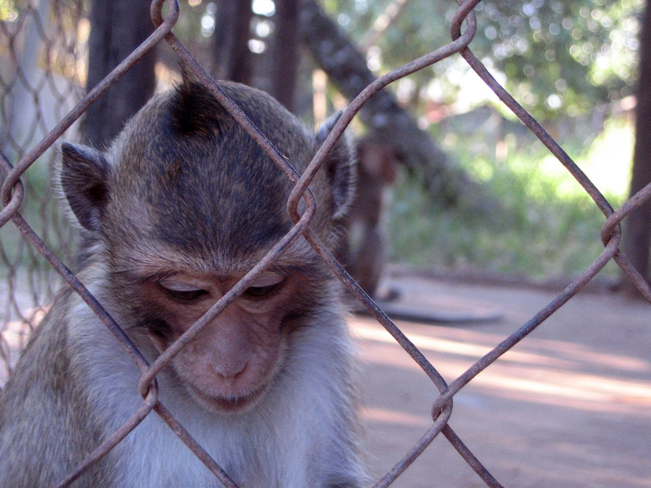 Macaque, Angkor Zoo - 2005
