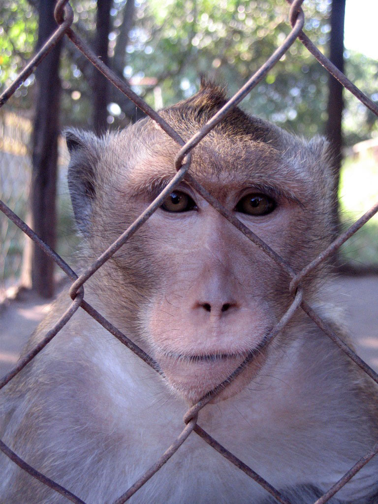 Macaque, Angkor Zoo - 2005