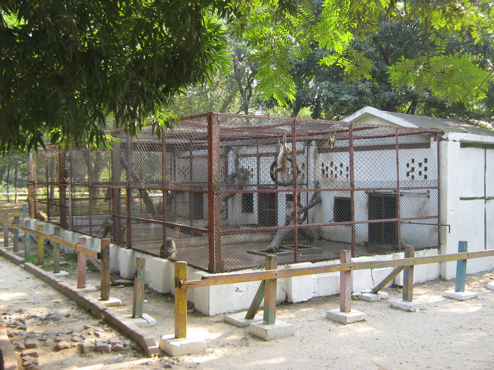 macaque cages