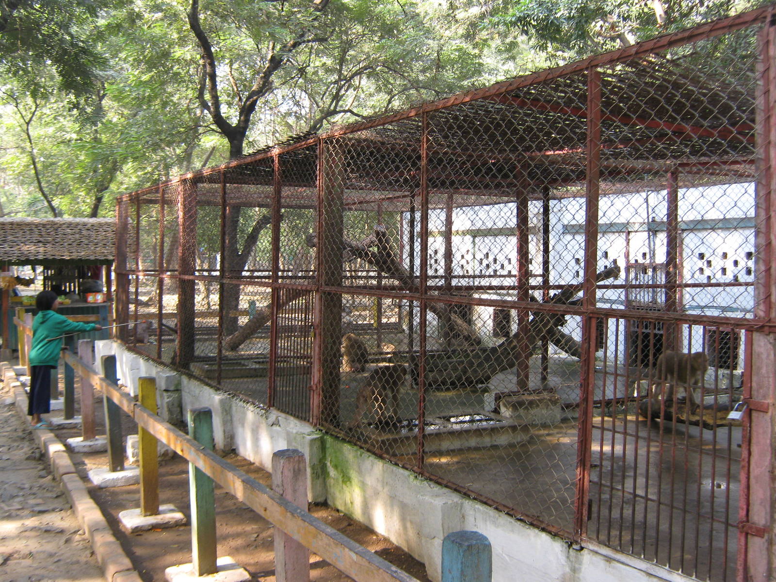 macaque cages