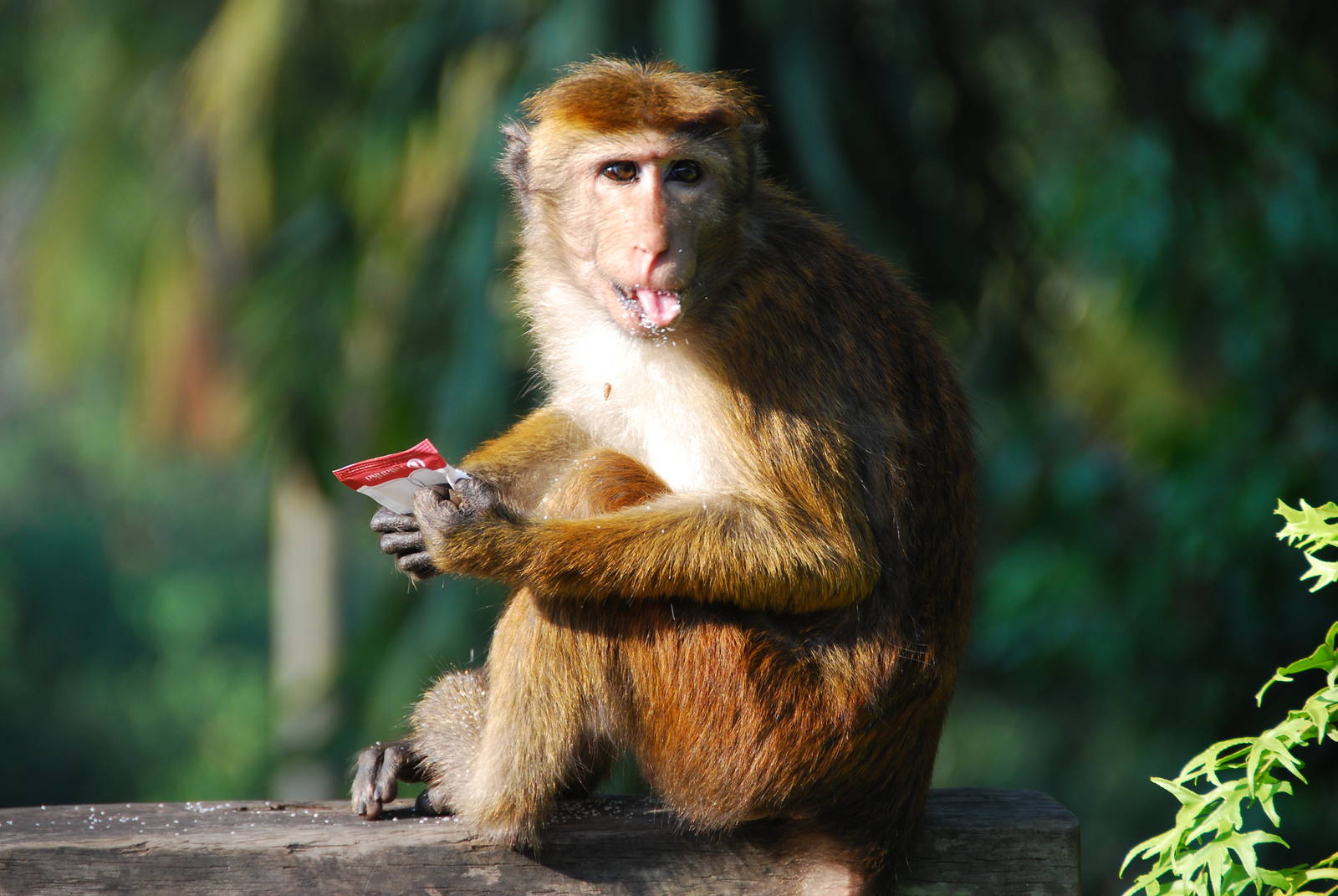 Macaque eating sugar