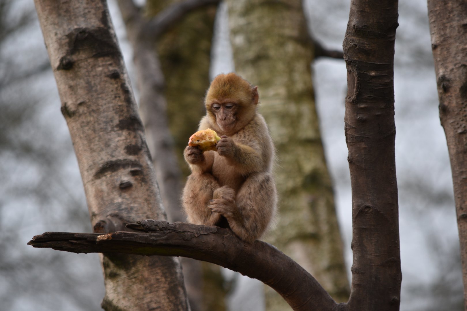 Macaque eating