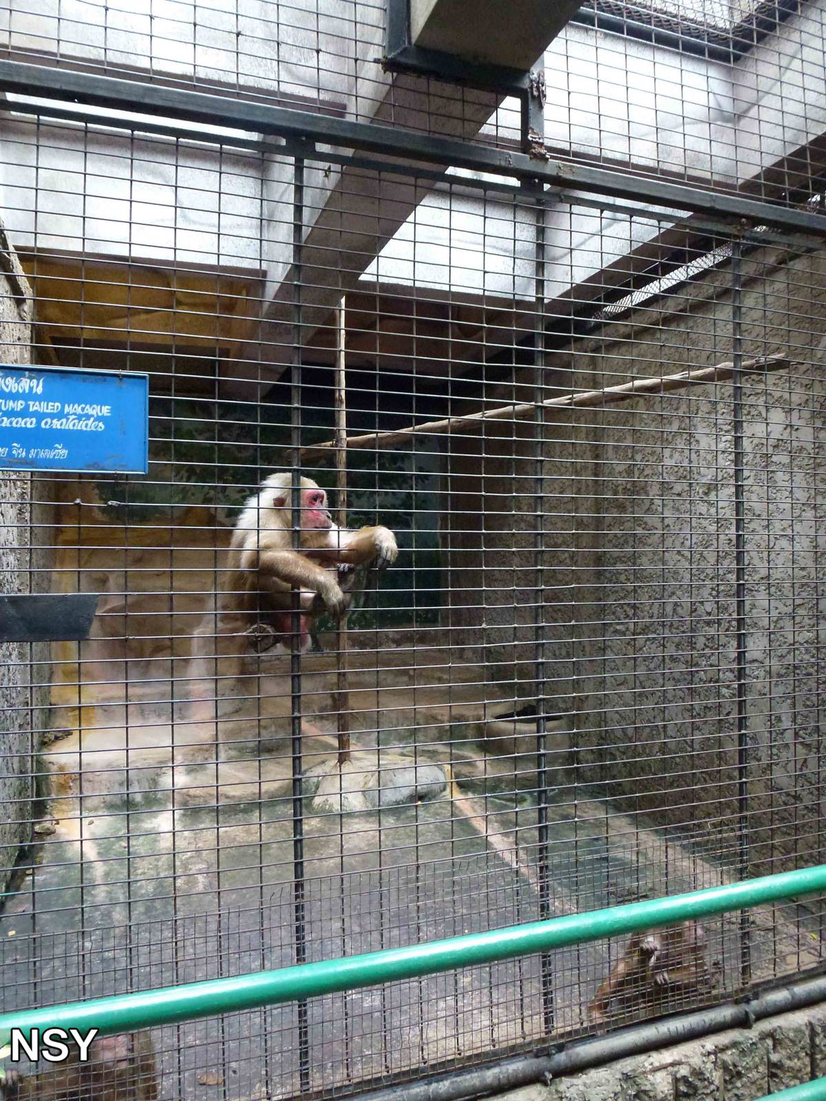 Macaque enclosure, June 2013.