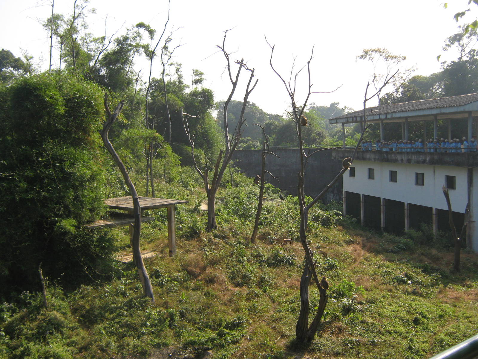 Macaque enclosure