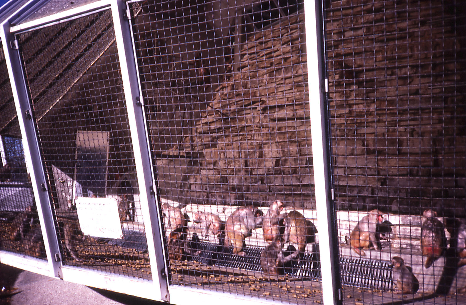 Macaque exhibit - 1987
