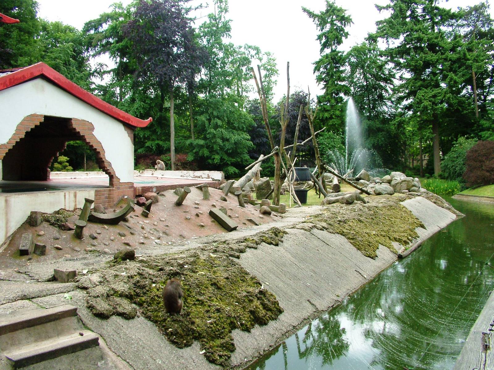 Macaque Exhibit at Amersfoort, 01/06/12