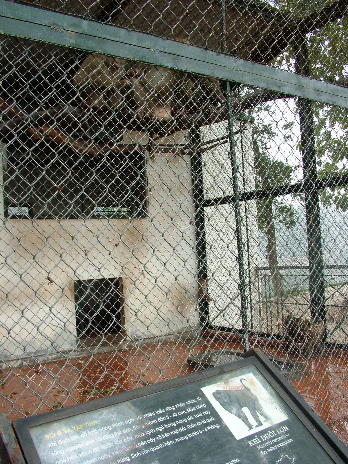 Macaque Exhibit at Hanoi Zoo, 15/03/12