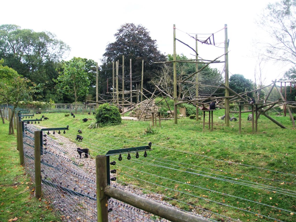 Macaque Exhibit at Howletts, 30/08/14