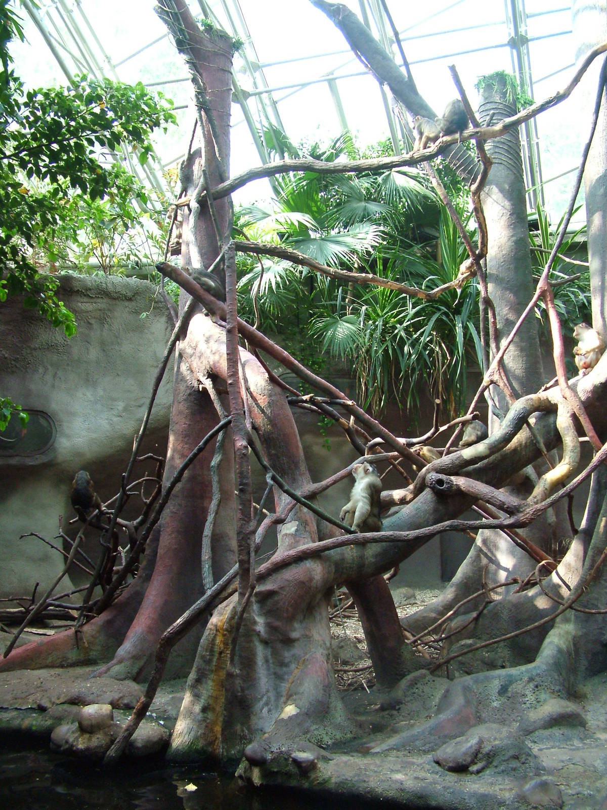 Macaque exhibit at Prague, 24/05/10