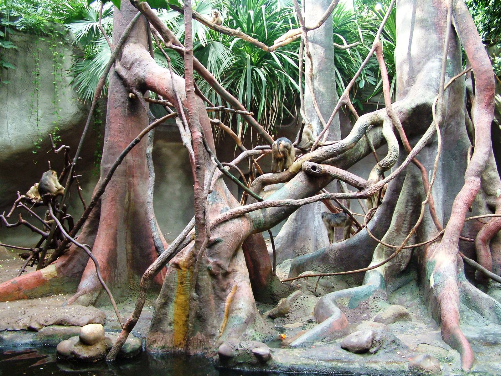 Macaque Exhibit at Prague, 25/08/12