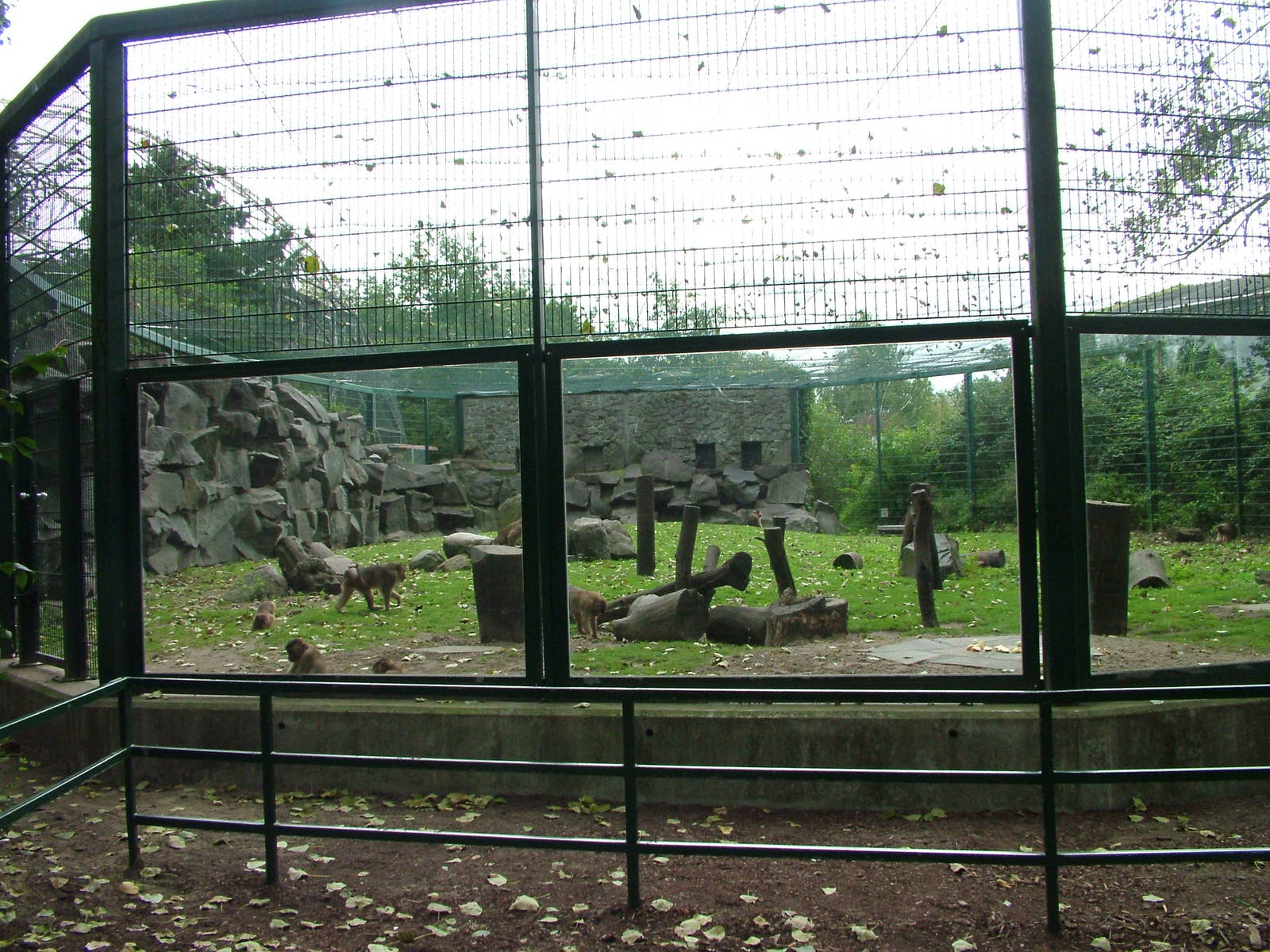 Macaque Exhibit at Tierpark Berlin, 30/08/11