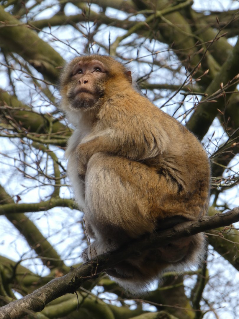 Macaque in a tree