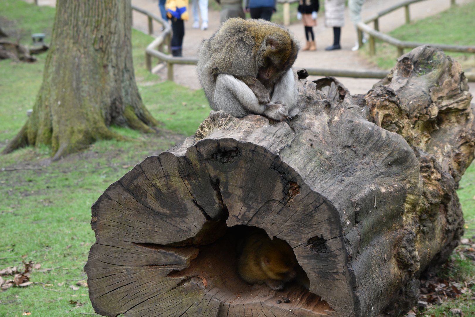Macaque in log and macaque on log