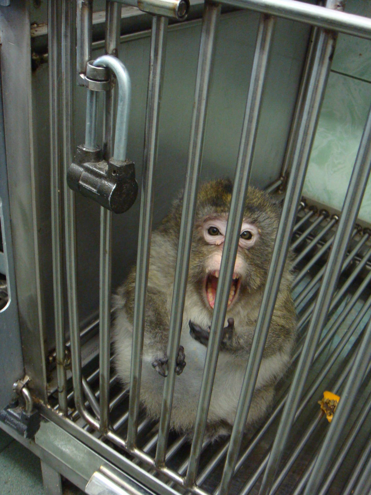Macaque in quarantine area