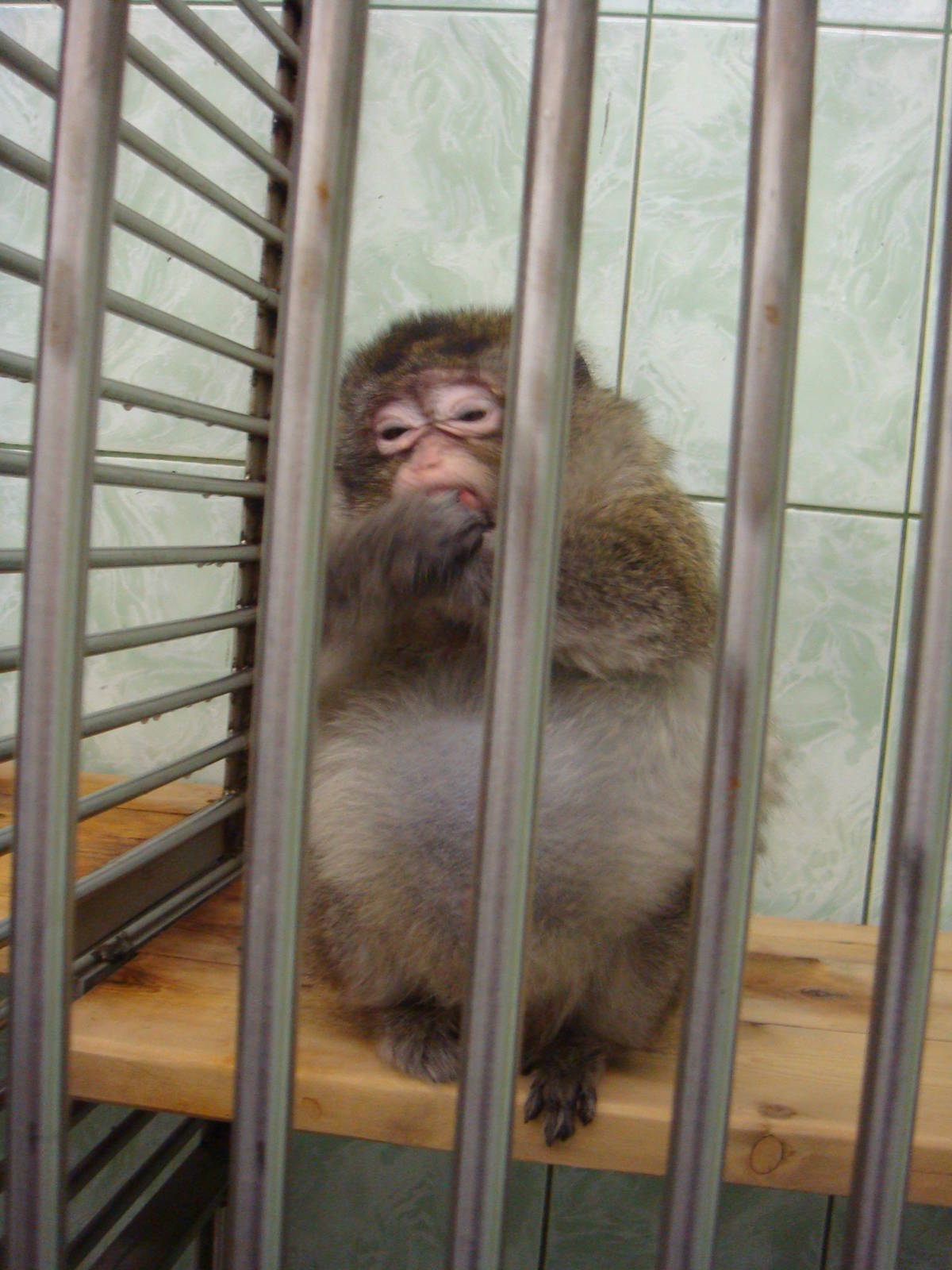 Macaque in quarantine area