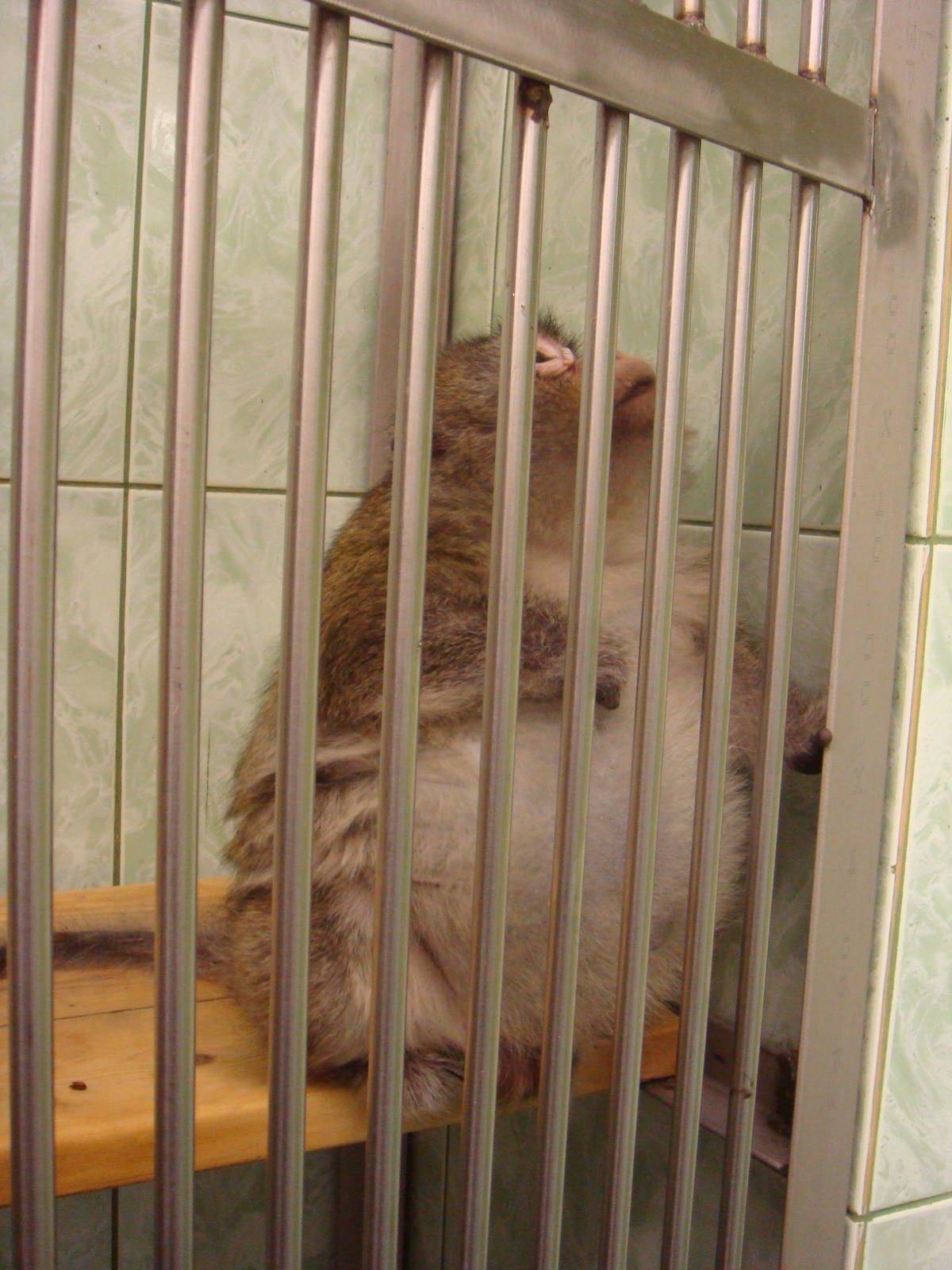 Macaque in quarantine area